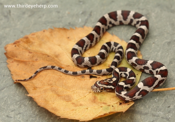 Miami Corn Snake